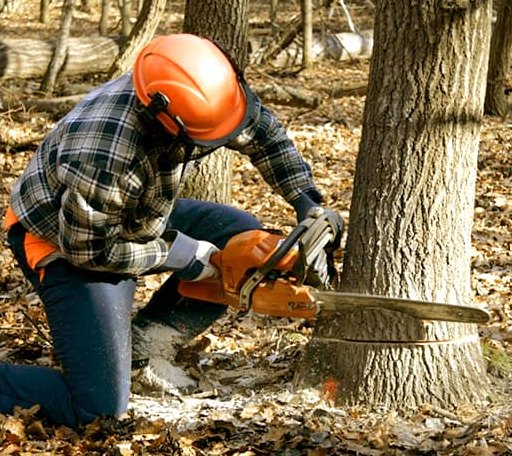 Tree Removal in Washington Crossing, PA